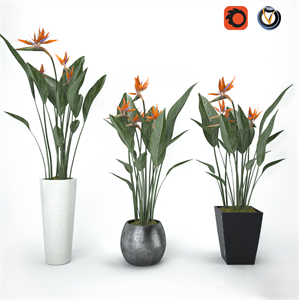 Strelitzia